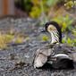 nene - hawaiian goose