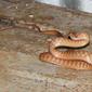 Brown Tree Snake 6900