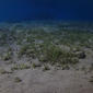 Sea grass bed