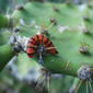 cactus contrast
