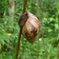 Giant African Land Snail