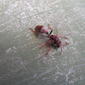 Polistes humilis (Common Paper Wasp)