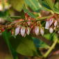 Fetterbush (Lyonia lucida)
