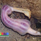 Spoon worm (Echiura)