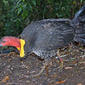 Brush Turkey