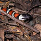 Lampropeltis zonata, California Mountain King Snake, Los Gatos, California