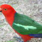 Alisterus scapularis (Australian King Parrot)