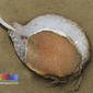 Fig snail (Ficus variegata)