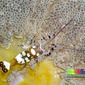 Five-spot anemone shrimps (Periclimenes brevicarpalis)