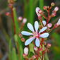 Tarflower (Bejaria racemosa)