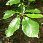 Rim Rock Trail - Blackgum, Black Tupelo (Nyssa sylvatica)