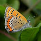 Blauschillernder Feuerfalter (Lycaena helle), Holzwarchetal bei Mürringen, Ostbelgien