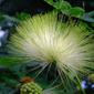 MIMOSACEAE 含羞草科 - Flower of a Lebbek Tree, Woman's tongue tree (Albizia lebbek) 大葉合歡