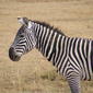 Common zebra at Nakuru National Park, Kenya