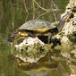Florida chicken turtle