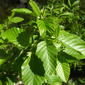 Alnus oblongifolia