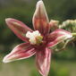 Cassava flower