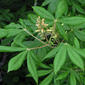 Yellow Buckeye