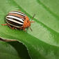 False potato beetle (Leptinotarsa juncta) on a Hosta leaf.