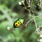 Shining Beauty:Lychee Shield Bug