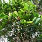 Syzygium sandwicense
