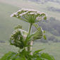 Heracleum sosnowskyi (Sosnowsky Hogweed)