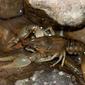 Northern Clearwater Crayfish (Orconectes propinquus)