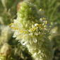 Dalea albiflora