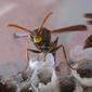Paper wasp with a red and yellow face