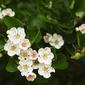 Crataegus laevigata subsp. laevigata (48°09' N 16°12' E)