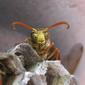 Paper wasp with a yellow face