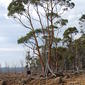Ecucalyptus rodwayi