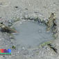 Gold-spotted mudskipper (Periophthalmus chrysospilos)