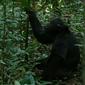 Eastern Chimpanzee (Pan troglodytes schweinfurthii)