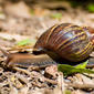 Caracol-africano (Achatina fulica)