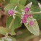 Rosy Camphorweed (Pluchea baccharis AKA P. rosea)