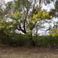Acacia decurrens tree