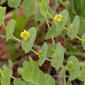Catbells (Baptisia perfoliata)