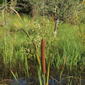 Typha angustifolia (48°09' N 16°34' E)