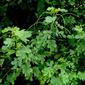 Senna obtusifolia (L.) H.S.Irwin & Barneby