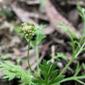 Cotula australis (Common Cotula; Carrot Weed)