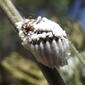 Cotton Cushion Scale (Icerya purchasi)