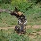 African Wild Dog (Lycaon pictus)