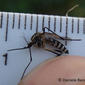 Aedes albopictus - Tiger mosquito