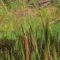 Typha angustifolia (48°09' N 16°34' E)