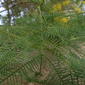 Acacia decurrens leaves