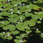 Crested Floatingheart (Nymphoides cristata)