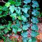 Rubus moluccanus L.