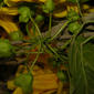 Macfadyena unguis-cati (L.) A.H. Gentry