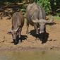 Buffalos (Syncerus caffer)